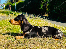 Beautiful Female Silver Dapple Dachshund Puppy