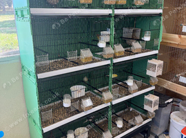 Full Irish fancy Canary set up 4 1200mm wide stacking cages with 4 pairs of breeding canaries