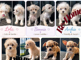 Super cute mix breed puppies looking for new home