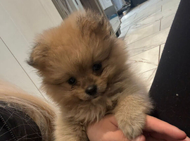 Pomeranian beautiful little boy