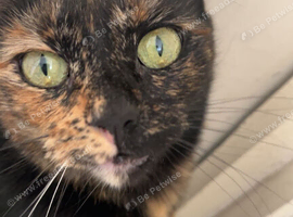 Cat looking to be rehomed