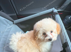 Toy poodle