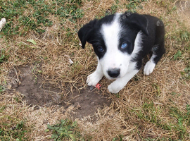 Border collie pups for sale