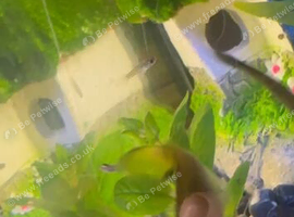 Home-Bred Guppy Fry &ndash; Gloucester
