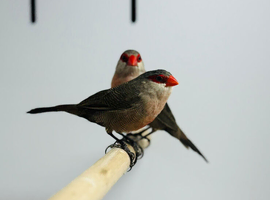 Common Waxbills