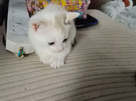 2 female kittens both female