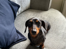 Daschund