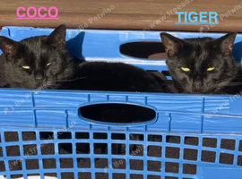 Beautiful cats.