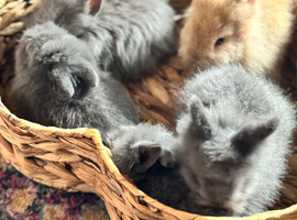 Beautiful mini lionlops *Reserved*