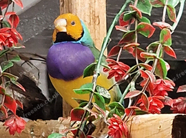 2 pair of gouldian finch