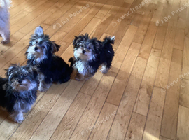 Happy lively Maltipoo puppies