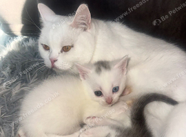 2 British short haired hair kittens for sale