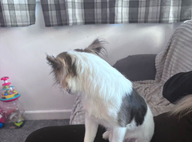 Jack russel Chihuahua