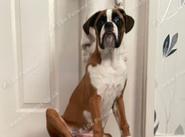 Boxer puppy