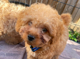 11 weeks old miniature labradoodle ready now for the forever home