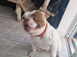 American pocket bully male