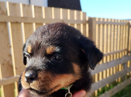 Rotweiller puppies