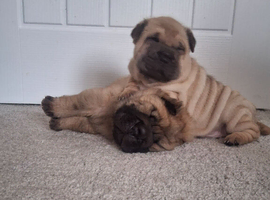 Male bear coat and brush coat Shar pei pups