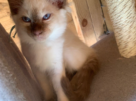 Traditional siamese 2 females