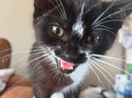 12 week old Female Kitten