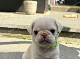Kc registered pedigree pug puppies