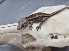 Red striped gargoyle gecko