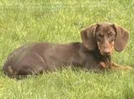 Dachshund Rehome