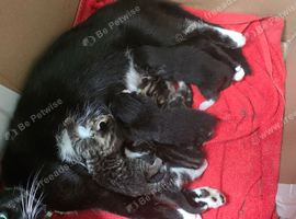3 female kittens for sale