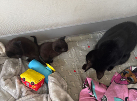 2 kittens for sale