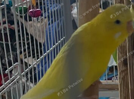budgies