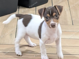 Jack Russell pup