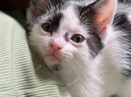 3 kittens