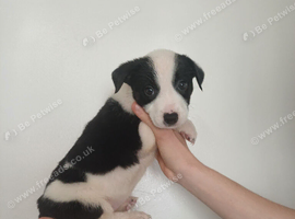 Puppies