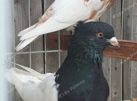 A pair of iranian pigeons for sale in Birmingham