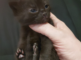 Russian blue x