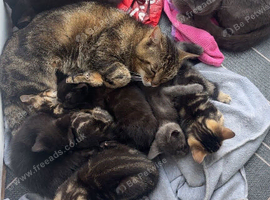 3 tabby&rsquo;s and 2 black kittens need homes!!