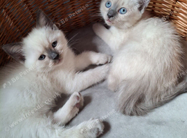 Beautiful Siberian / Neva Masquerade