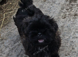 Shih Tzu boy, ready to leave now