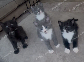 Kittens