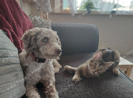 2 year old cockapoo