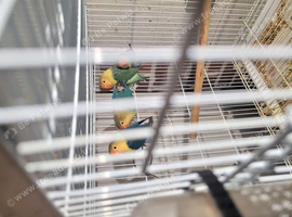 Lovebirds