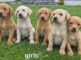 FOX red labrador retriever pups &pound;500 ready to go