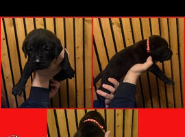 Chunky cane corso puppies blues/black/formentino
