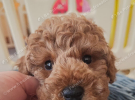 IKC Registered Toy Poodle Boy