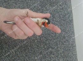 Goldfinch male