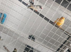 Canary and zebra finches