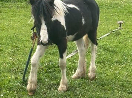 14 month old colt