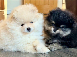 Luxury Pomeranian Puppies