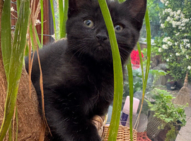 British shorthair kittens black