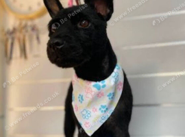 patterdale terriers for sale